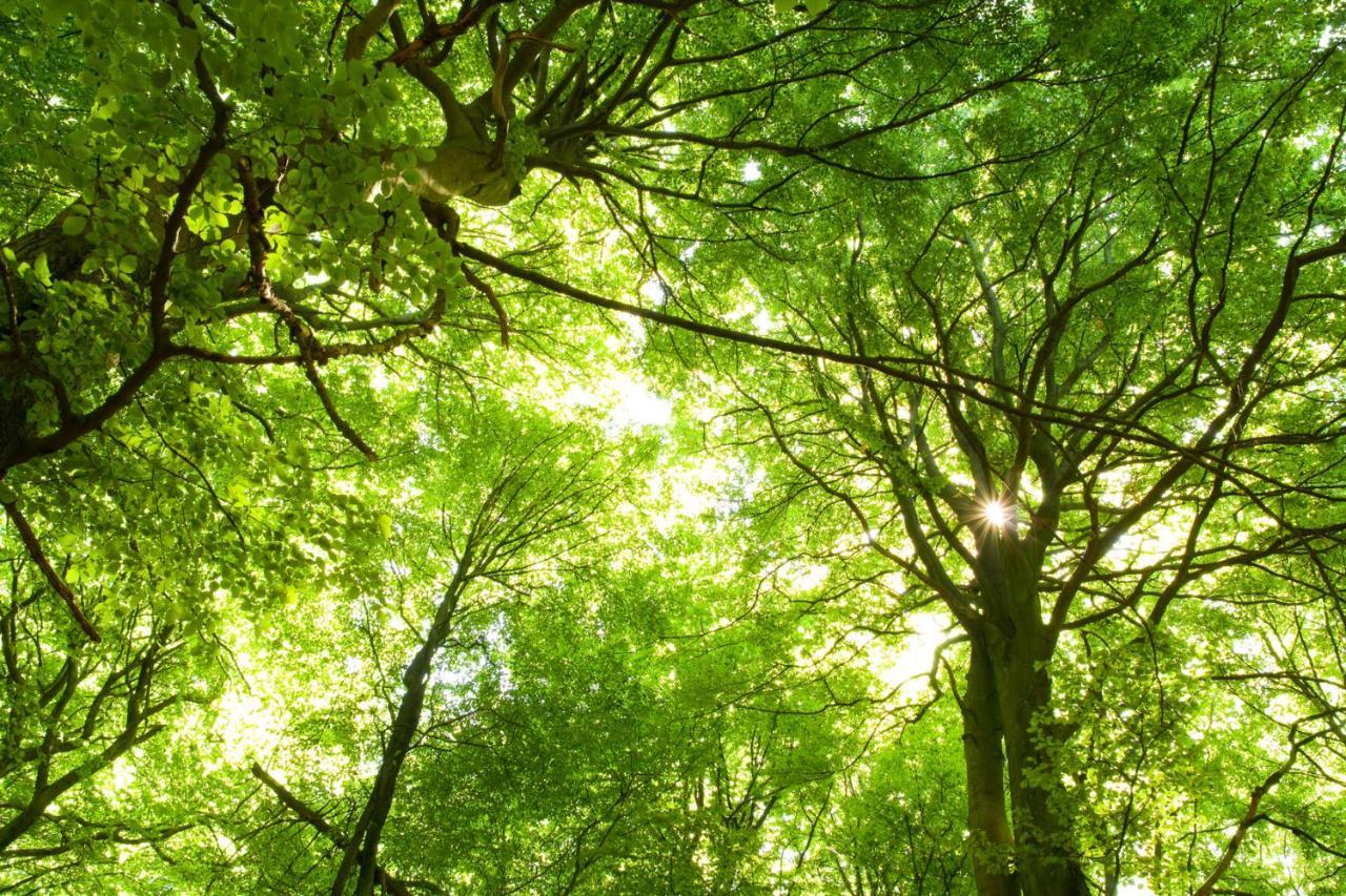 Ferienwohnung Am Weltnaturerbe Grumsin Ziehten Екстериор снимка