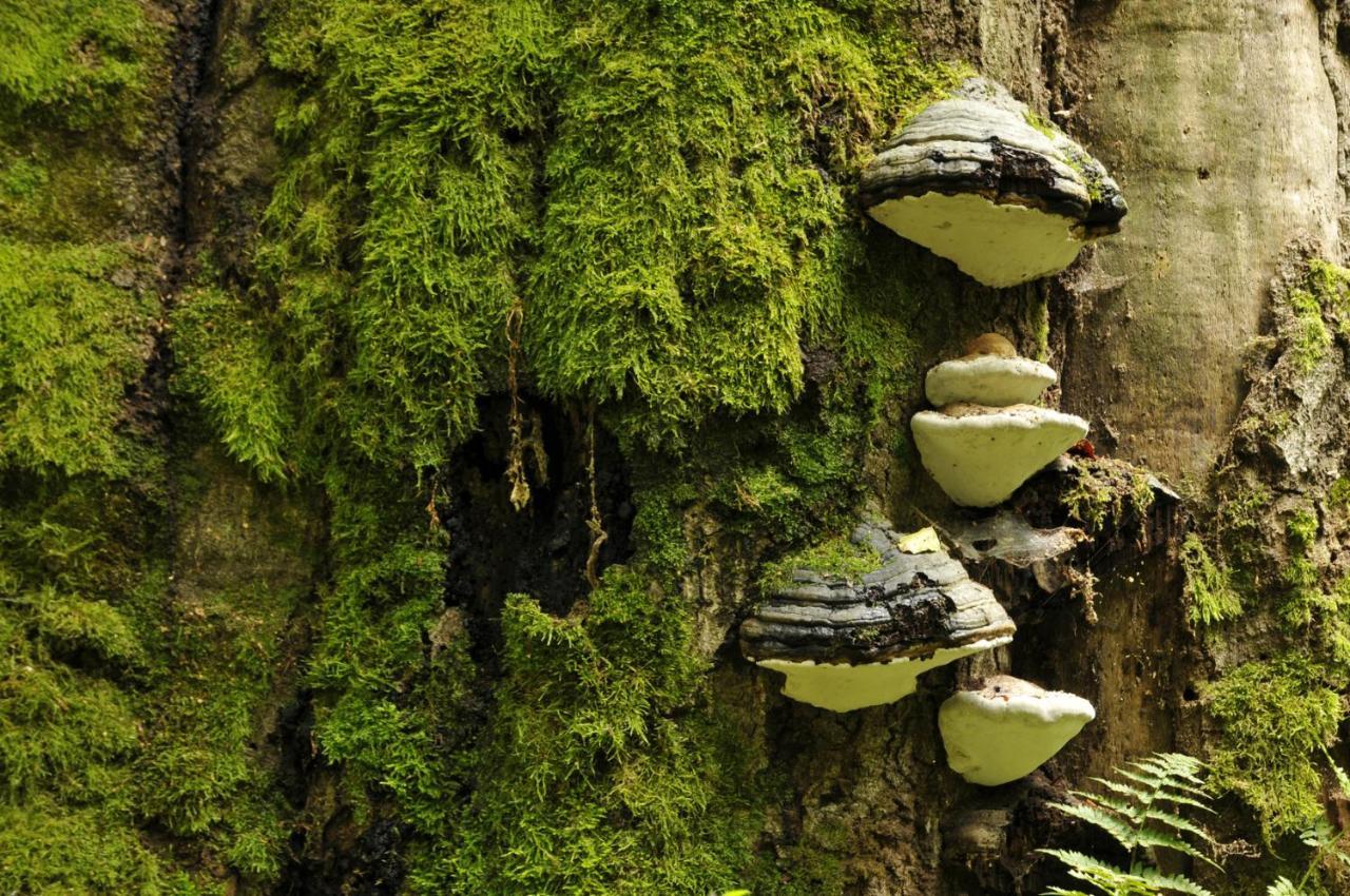 Ferienwohnung Am Weltnaturerbe Grumsin Ziehten Екстериор снимка